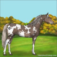 Horse Color:White Spotted Silver Black 
