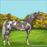 Horse Color:White Spotted Silver Black 