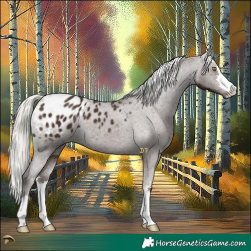 Horse Color:Liver Chestnut Mushroom Appaloosa 