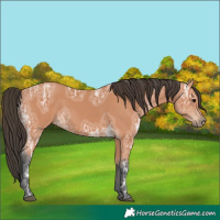 Horse Color:Bay Ice 