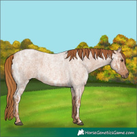 Horse Color:Red Ice Roan 