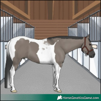 Horse Color:Grullo Tobiano