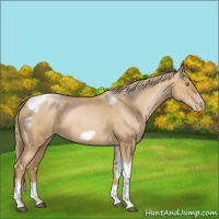 Horse Color:Red Roan Pearl Tobiano Frame 