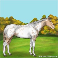 Horse Color:White Spotted Chestnut Pearl Tobiano Frame Appaloosa Rabicano 