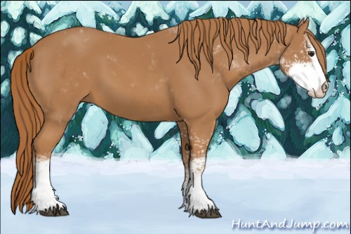 Horse Color:Chestnut Sabino