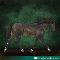 Horse Color:Buckskin 