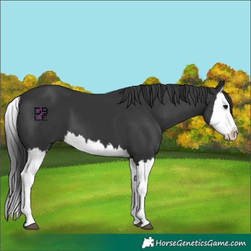 Horse Color:Black Splash 