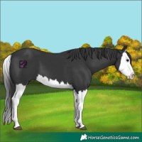 Horse Color:Black Splash