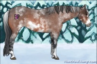 Horse Color:White Spotted Bay Roan Frame