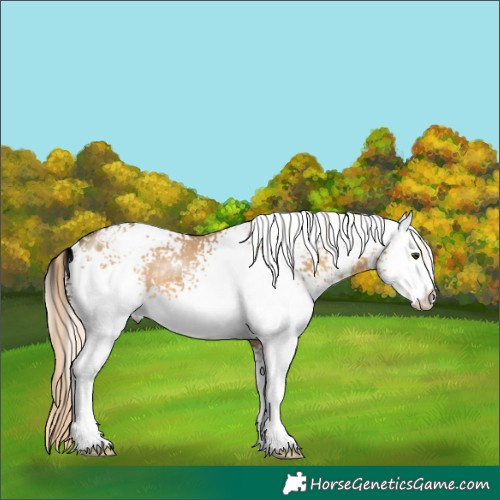 Horse Color:White Spotted Chocolate Palomino Dun
