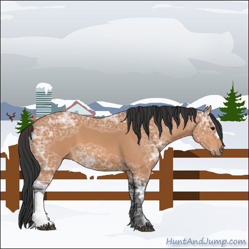 Horse Color:Bay Ice 