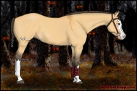 Horse Color:Buckskin Roan Dun Splash 