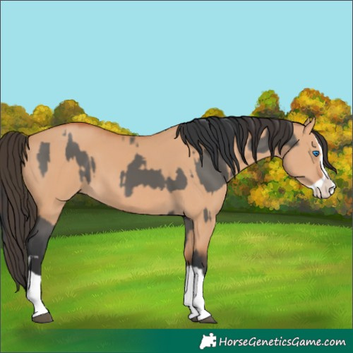 Horse Color:Grullo Splash and Bay Dun Splash