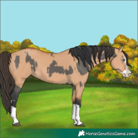 Horse Color:Grullo Splash and Bay Dun Splash