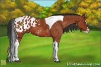 Horse Color:Bay Roan Splash Tobiano Blanket Brindle