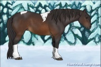 Horse Color:Buckskin Tobiano
