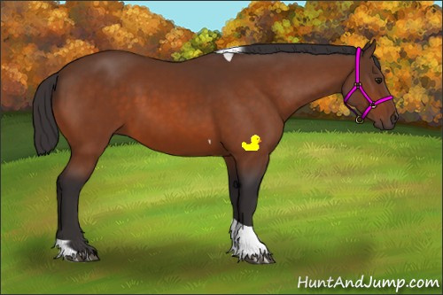 Horse Color:Buckskin Tobiano