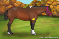 Horse Color:Buckskin Tobiano 