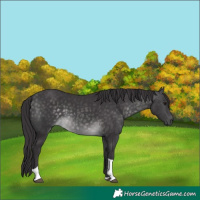 Horse Color:Platinum Buckskin Tobiano 