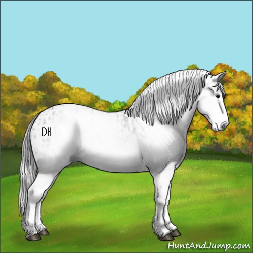 Horse Color:Gray White Spotted Black  and Gray White Spotted Black 