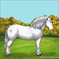 Horse Color:Gray White Spotted Black  and Gray White Spotted Black 