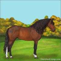 Horse Color:Buckskin Tobiano 