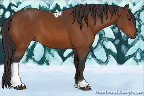 Horse Color:Buckskin Tobiano