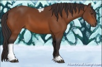 Horse Color:Buckskin Tobiano
