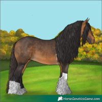 Horse Color:Buckskin Tobiano
