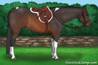 Horse Color:Buckskin Tobiano