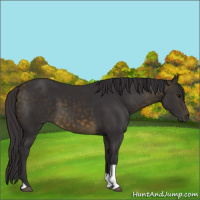 Horse Color:Buckskin Tobiano 