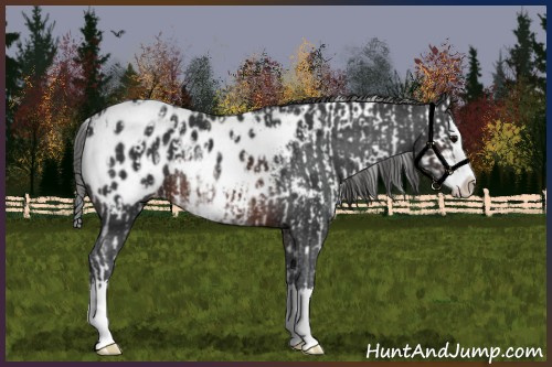 Horse Color:Brown Sabino Splash Appaloosa  and Brown Sabino Splash Appaloosa 