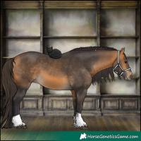 Horse Color:Buckskin Tobiano 
