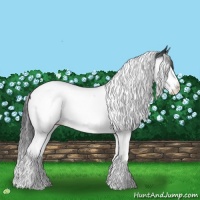 Horse Color:Blue Roan Splash Tobiano