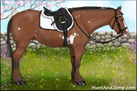 Horse Color:White Spotted Bay Splash