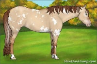 Horse Color:Gray White Spotted Gold Champagne Dun