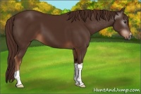 Horse Color:Gray Chestnut 
