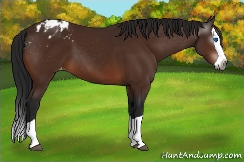 Horse Color:Gray Bay Splash Appaloosa 