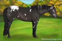 Horse Color:Gray White Spotted Brown Blanket 