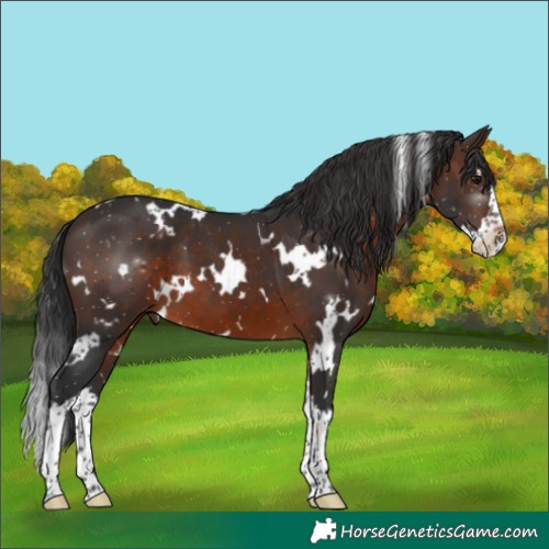 Horse Color:White Spotted Brown Splash 