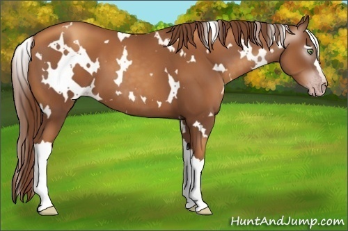 Horse Color:Gray White Spotted Gold Champagne