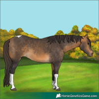 Horse Color:Buckskin Tobiano