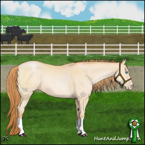 Horse Color:Buckskin Pearl 