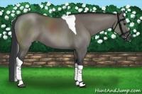 Horse Color:Grullo Sabino Tobiano 