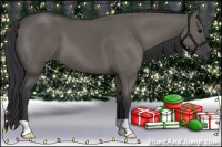 Horse Color:Grullo 