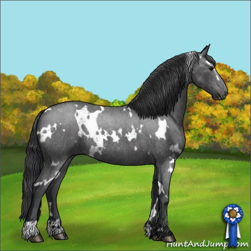 Horse Color:White Spotted Blue Roan Rabicano 