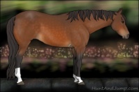 Horse Color:Buckskin Tobiano 