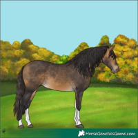 Horse Color:Buckskin Tobiano 