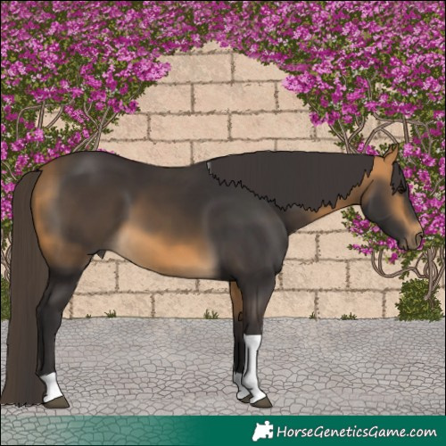 Horse Color:Buckskin Tobiano 