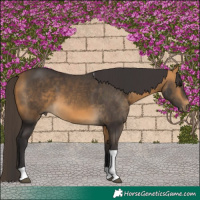 Horse Color:Buckskin Tobiano